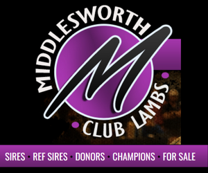 Middlesworth Club Lambs 2023